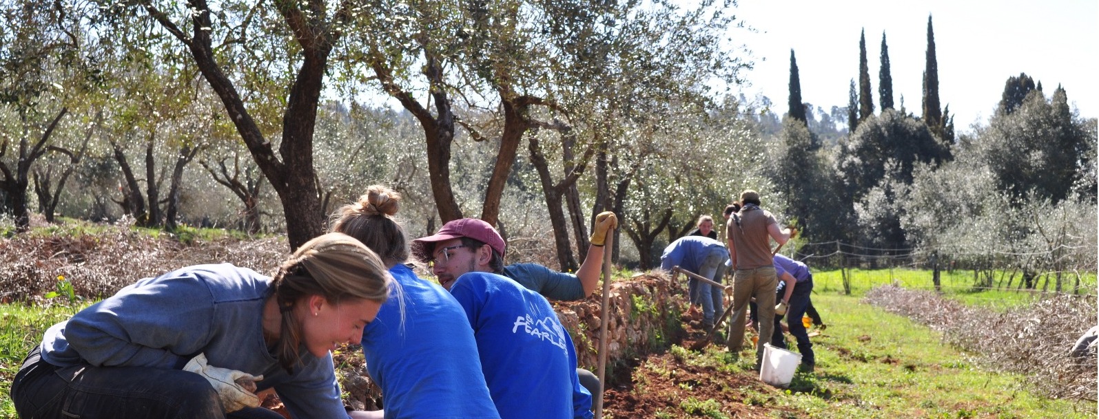 A group of people working with farm tools in a field near a stone wall, surrounded by olive trees.